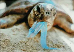  ??  ?? OCEAN PERIL: Sea turtles eat plastic bags which move like jellyfish in water.