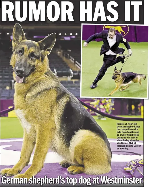  ??  ?? Rumor, a 5-year-old German shepherd, laps the competitio­n with help from handler and co-owner Kent Boyles (inset) to win best in show during Wesminster Kennel Club at Madison Square Garden on Tuesday.