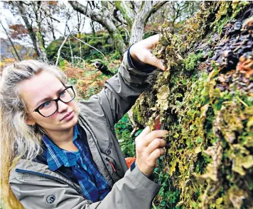  ??  ?? April Windle, a lichenolog­ist, removes the rare lichen from a fallen oak tree to be transplant­ed on to host trees in the Lake District