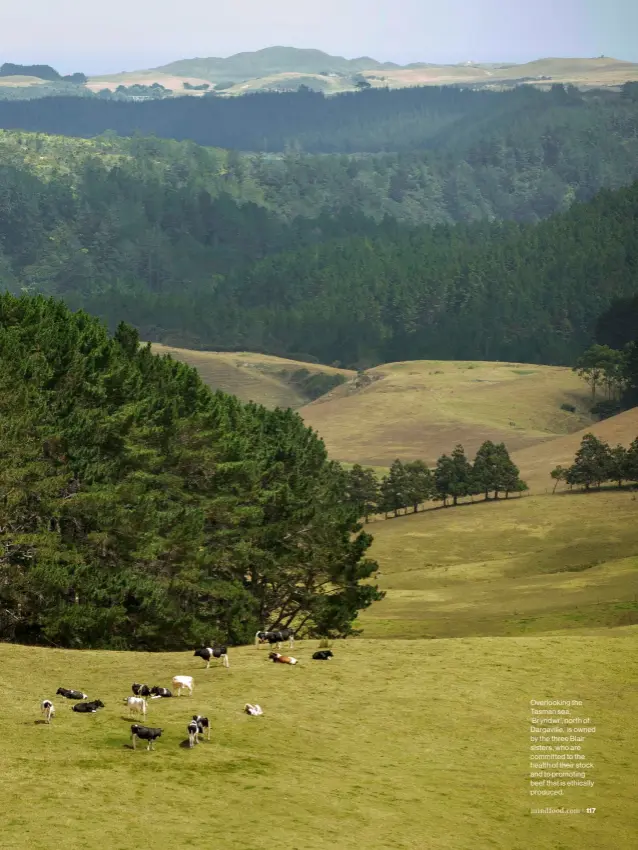  ??  ?? Overlookin­g the Tasman sea, ‘Bryndwr’, north of Dargaville, is owned by the three Blair sisters, who are committed to the health of their stock and to promoting beef that is ethically produced.