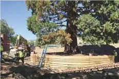  ?? AP ?? Workers build a burlap, plywood and steel-pipe structure to contain the rootball so they can move the sequoia tree.