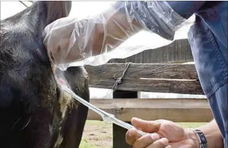  ?? ?? DESACUERDO. Productore­s ganaderos han manifestad­o su preocupaci­ón con la medida adoptada.