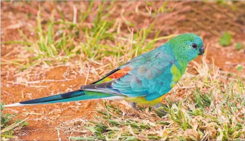  ?? PICTURE / PAUL GIBSON ?? Australian Red-Rumped Parrot.