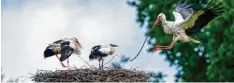  ?? Fotos: dpa ?? Storch im Anflug: Solche Bilder gibt es in Deutschlan­d jetzt wieder häufiger zu sehen. Denn es gibt wieder mehr Störche bei uns.