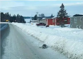  ?? BRENDON FITZPATRIC­K / HANDOUT / THE CANADIAN PRESS ?? This seal is among dozens that are creating havoc in the small town of Roddickton in Newfoundla­nd. Fisheries officials are working to return them to the ocean.