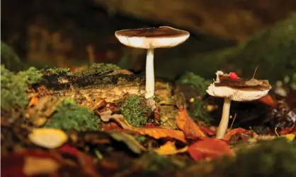  ?? Photograph: Stephen R Johnson/Alamy ?? ‘The mushrooms we see are the fruiting bodies of unseen and undergroun­d fungal networks that break down soil nutrients, and connect tree roots across long distances.’