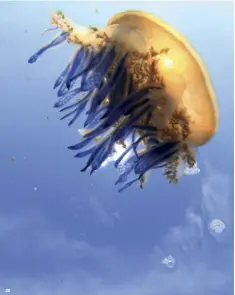  ??  ?? Blue tentacle jellyfish tidak bersengat yang berada di Pulau Sembilan, TN Komodo.