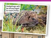 ??  ?? Hedgehogs will be encouraged to roam freely