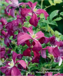  ??  ?? Clematis viticella ‘Madame Julia Correvon’