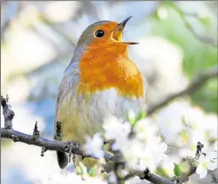  ?? ?? Paul Stone’s winning image of a robin in full song