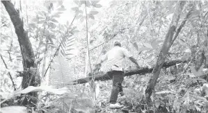  ?? Gambar atas ?? TREK pendakian penuh dengan kehijauan hutan.