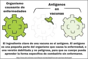  ??  ?? This illustrati­on provided by LaGuardia Community College, shows a Spanish-language diagram explaining the function of antigens in vaccines, which is part of a brochure on covid-19 produced by students at the college.
(Courtesy Photo/LaGuardia Community College)