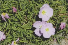  ?? PHOTO COURTESY 123RF.COM ?? MEXICAN EVENING PRIMROSE BLOOMS are nicknamed “Pink Ladies” for their delicate pink color. Like Birdcage Evening Primrose, it grows in our area.