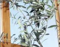  ?? PHOTOS BY LEE REICH, FOR THE ASSOCIATED PRESS ?? As a symbol of peace and a native of Biblical regions, an olive tree is a good candidate for a holiday tree and it grows well as a houseplant.