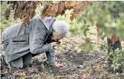  ?? ?? Truffles flourish in the cooler, damper conditions enjoyed by uncultivat­ed land on northfacin­g hillsides in the Piedmont