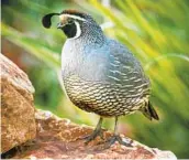  ?? ERNIE COWAN ?? A male quail being a lookout.