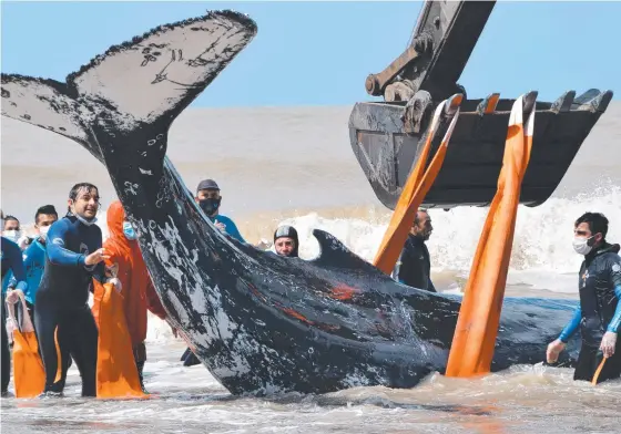  ?? Picture: AFP ?? Rescuers use a digger crane to move a beached humpback whale back into the open water at Nueva Atlantis, south of Buenos Aires.
