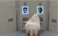  ?? CAMBRIDGE UNIVERSITY/THE ASSOCIATED PRESS ?? A new Cambridge University study tested the ability of sheep to recognize human faces such as former U.S. president Barack Obama.