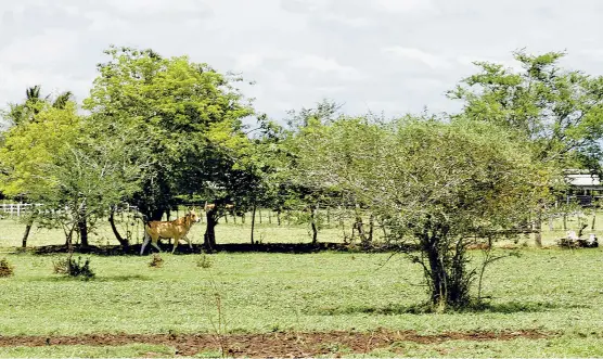  ?? FOTOGRAFÍA NELLY SALAS ?? Su rancho tiene 60 hectáreas de evidente prosperida­d agrícola, con modernos sistemas de riego y un lago artificial.