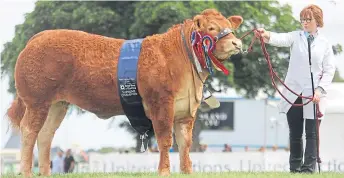  ?? Picture: Orkney Photograph­ic. ?? Jennifer Hislop with the overall winner in the cattle section at the Royal Highland Show, a Limousin heifer pictured after the result was announced shown by Mr and Mrs R and J Graham, Airthrey Kerse, Bridge of Allan, Stirling.
