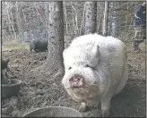  ??  ?? A mini pig enjoys a snack offered by Purol.