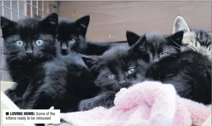  ??  ?? LOVING HOME: Some of the kittens ready to be rehoused