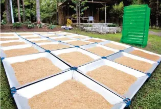  ??  ?? Portasol’s drying trays can accomodate 150 kilos of palay per drying and is ideal for small rice farmers with one to two hectares of ricefield.