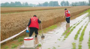  ?? Photo: VCG ?? Members of a rescue team try to drain water in wheat fields after heavy rain in Fengtang, Henan.
