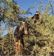  ?? JENNIFER ALLFORD ?? Goats, perched in argan trees, stop cars on a desert road.