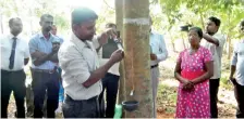  ??  ?? Chamath Bandara, the first rubber farmer in the North, taps the rubber tree