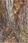  ?? (Special to the DemocratGa­zette) ?? Bacterial infection causes slime flux, or wetwood, in which sap ooses from any opening in a tree.