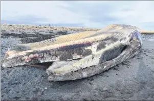  ?? CAPE BRETON POST ?? Baleen can be seen in the mouth of a whale that recently washed ashore on a beach near St. Esprit, Richmond County.