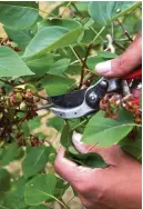  ?? ?? Pruning often causes lilac to make suckers, but deadheadin­g won’t