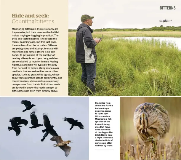  ??  ?? Clockwise from above: the RSPB’s Andrew Asque deploys a drone to try to spot bittern nests at Minsmere; a fisheye view of the forward-facing eyes that focus down each side of the dagger-like bill; bitterns have a flight silhouette similar to birds of prey, so are often mobbed by crows.