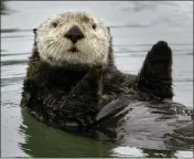  ?? VERN FISHER - MONTEREY COUNTY HERALD ?? A California sea otter floats off Moss Landing.