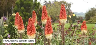  ??  ?? Sow Kniphofia seeds in spring