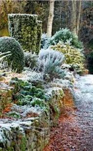  ??  ?? The starkness of a tangle of frosted willow takes on an ethereal quality (top); clipped conifers add variety and structure, planted along a rocky terrace (above).