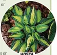  ?? ?? HOSTA