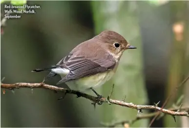  ??  ?? Red-breasted Flycatcher, Wells Wood, Norfolk, September