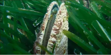  ?? (Photo DR) ?? Ces coquillage­s immenses ont quasiment disparu des rivages monégasque­s. La Direction de l’Environnem­ent et le Centre monégasque de soins des espèces marines comptent les réimplante­r.