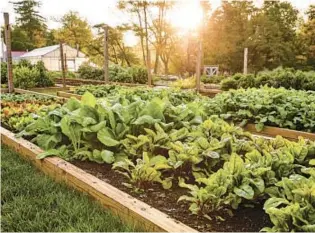  ?? GETTY IMAGES ?? Crops will thrive in well-prepared soil, which should be two-thirds top soil and one-third compost, said Venelin Dimitrov, a horticultu­ralist at Burpee.