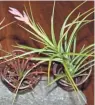  ?? RIGGENBACH JAN ?? Air plants require no soil but do need bright light and a quick bath at least once a week.