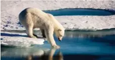  ?? MARIO HOPPMANN/AFP/GETTY IMAGES ?? Scientists say the portrayal of polar bears as “dangerous man-eating beasts” is inaccurate. There have been only 73 recorded attacks since 1870.