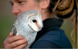  ??  ?? Jarli, a female white barn owl, at Wingspan Birds of Prey Trust, has a cuddle with trainer and handler Heidi Stook. TOM LEE/STUFF