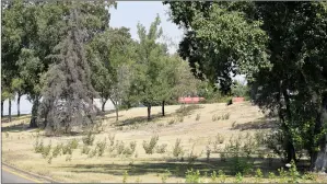  ?? NEWS PHOTO EMMA BENNETT ?? Many boulevards in the city are beginning to look dry after a long, hot summer with no rain. The city is looking to find some money by cutting back in the parks department.