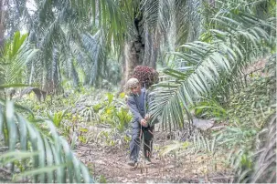  ??  ?? An Indonesian worker carries palm fruit at the Felda Bukit Cerakah plantation near Kuala Lumpur.