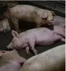  ?? AFP ?? Una alta cifra de trabajador­es que tienen contacto con cerdos salieron infectados.