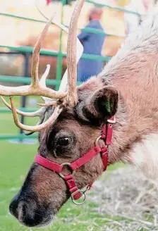  ?? Courtesy photo ?? Live reindeer make an appearance at the resort’s pop-up Arctic Lodge experience.