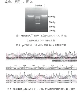  ??  ?? 图 2 重组载体 pcDNA3.1（+）-HBx 进行基因扩增的HBx­部分测序