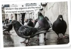  ?? ?? are the result Modern-day pigeons of escaped worker pigeons